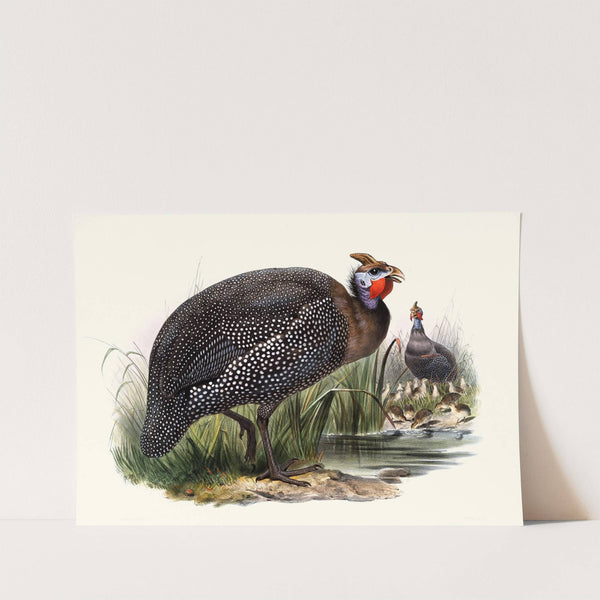 Numida meleagris. by Joseph Smit
