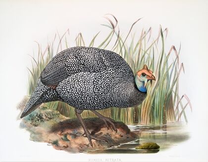 Numida mitrata. (1872)