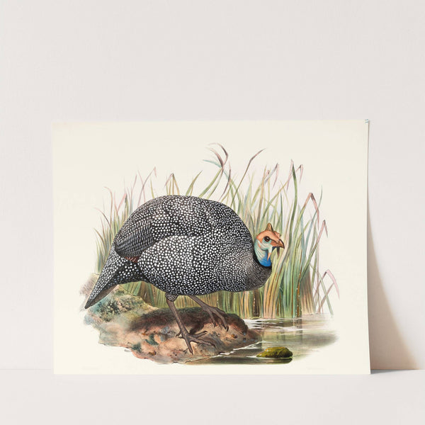 Numida mitrata. by Joseph Smit