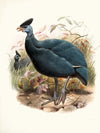 Numida plumifera.