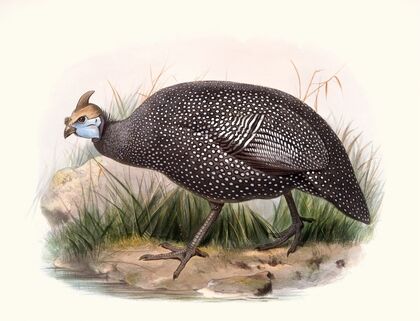 Numida ptilorhyncha.