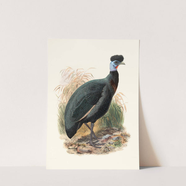 Numida Verreauxii. by Joseph Smit