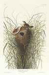 Nutalls lesser-marsh wren
