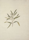 Nuxia oppositifolia (Hochst.) Benth