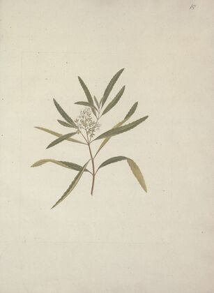 Nuxia oppositifolia (Hochst.) Benth