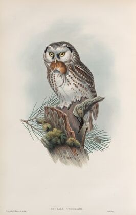 Nyctale tengmalmi. Tengmalm’s Owl. (1862-1873)