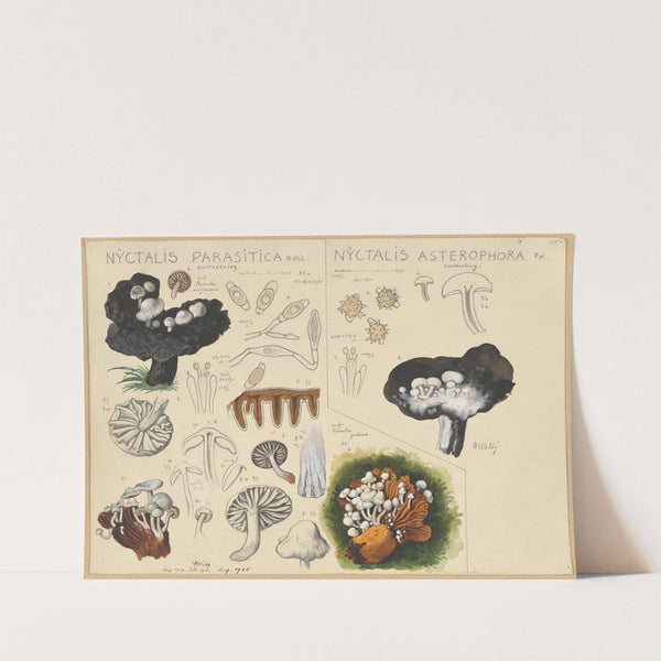 Nyctalis parasitica, Nyctalis asterophora (1915-1945) by Hans Walty