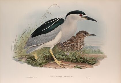 Nycticorax griseus. Night-Heron. (1862-1873)