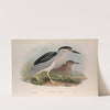 Nycticorax griseus. Night-Heron. (1862-1873) by John Gould