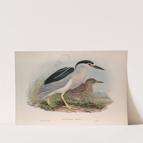 Nycticorax griseus. Night-Heron. (1862-1873) by John Gould