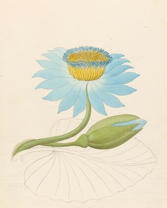 Nymphaea coerulea [Nymphaea nouchali]