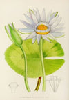 Nymphaea Stellata