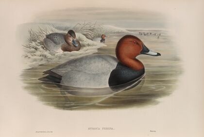 Nyroca ferina. Pochard. (1862-1873)
