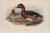 Nyroca leucophthalmos. White-eyed, or Ferruginous Duck. (1862-1873)