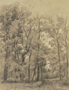 Oak forest