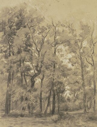 Oak forest