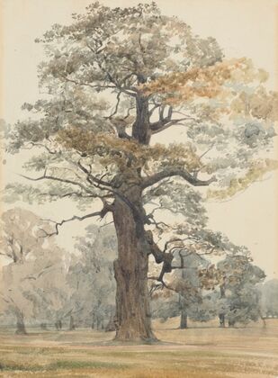 Oak in Kettlestone Park