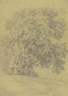 Oak tree