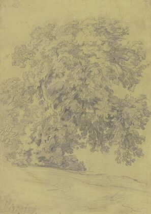 Oak tree