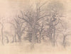 Oak Trees