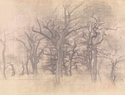 Oak Trees