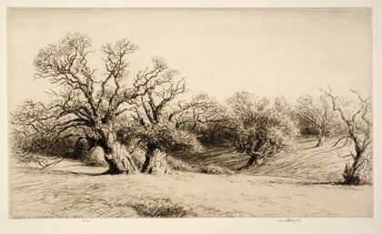Oaks in Windsor Park