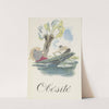 Obésité (1910-1950) by Laboratoires Drouet &amp; Plet