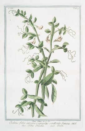 Ochrus, folio integro, capreolos emittente semine – Ocro ervilla – Ocre