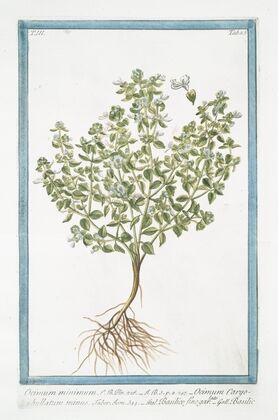Ocimum miinimum – Ocimum Caryophyllatum minus – Basilico fino garlato – Basilic. (Basil bush)