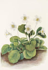 Columbia Clematis (fruit). Clematis columbiana