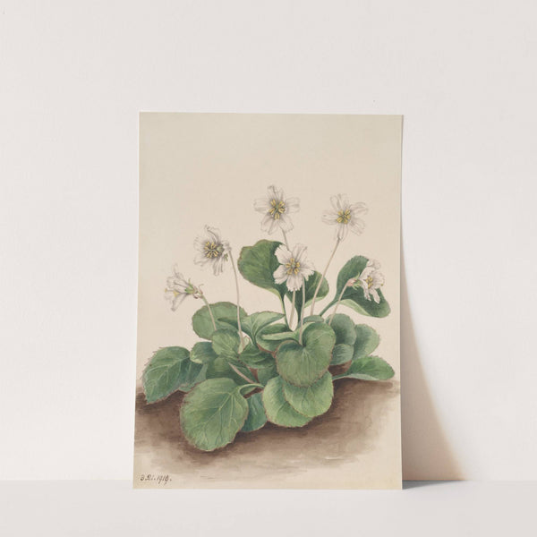 Oconee-Bells (Shortia galacifolia) (1919) by Mary Vaux Walcott