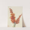 Ocotillo (Fouquieria splendens) (1927) by Mary Vaux Walcott