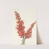 Ocotillo. Fouquieria splendens (1925) by Mary Vaux Walcott