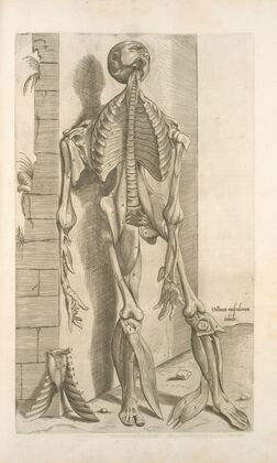 Octaua musculorum tabula. [Shows face with tongue sticking out]