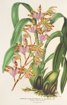 Odontoglossum bictoniense (var. splendens)