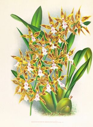 Odontoglossum boddaertianum — size preview