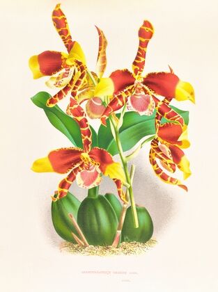Odontoglossum grande — size preview