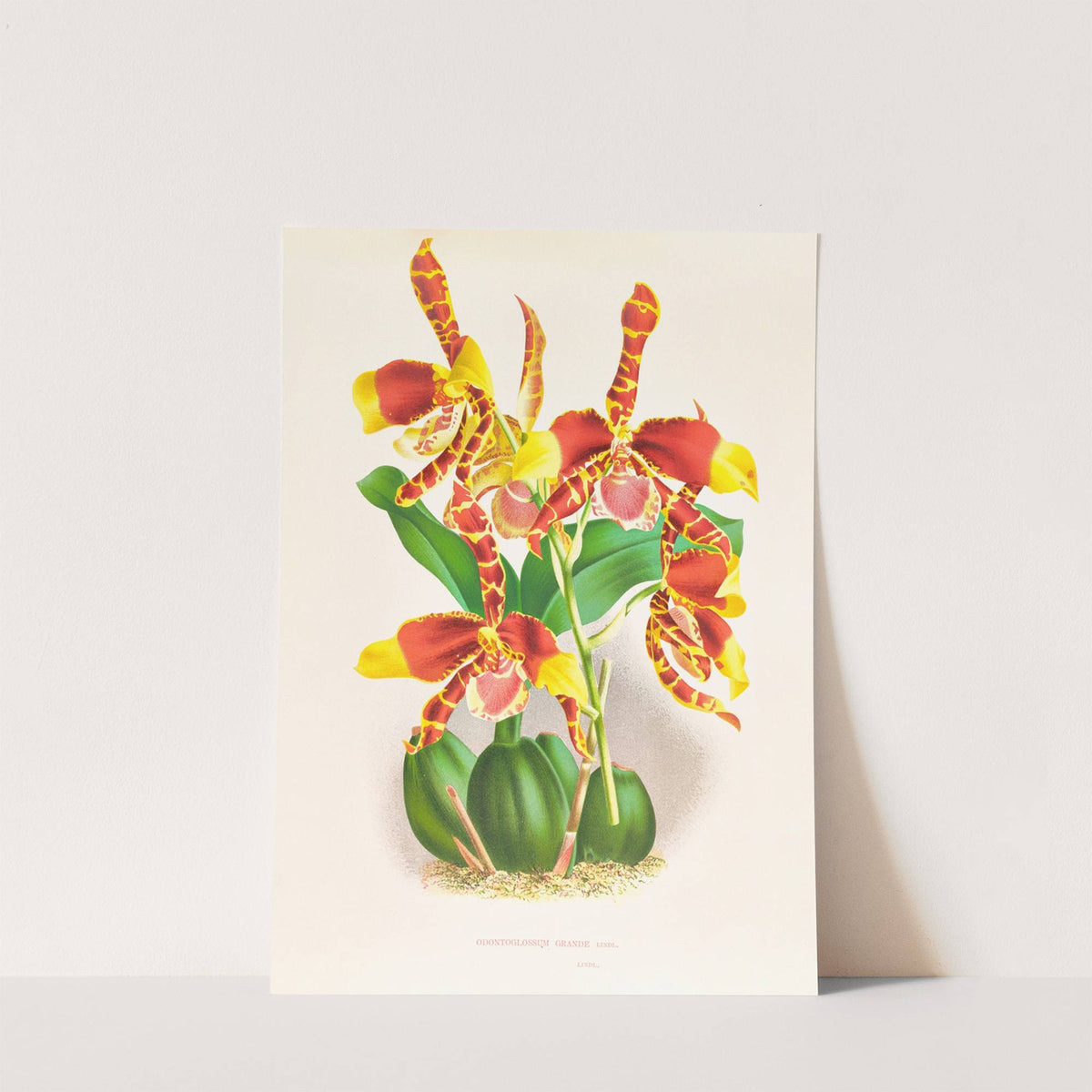 Odontoglossum grande by Jean Jules Linden