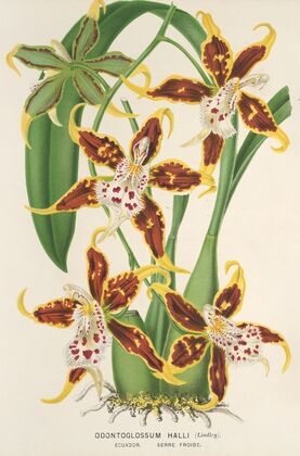 Odontoglossum Halli