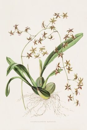 Odontoglossum Hastatum