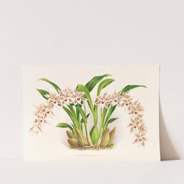 Odontoglossum lucianianum (1885-1906) by Jean Jules Linden