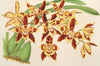 Odontoglossum luteo-purpureum, var. sceptrum