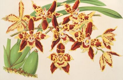 Odontoglossum luteo-purpureum, var. sceptrum