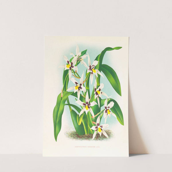 Odontoglossum maxillare by Jean Jules Linden