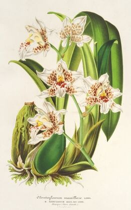 Odontoglossum maxillare