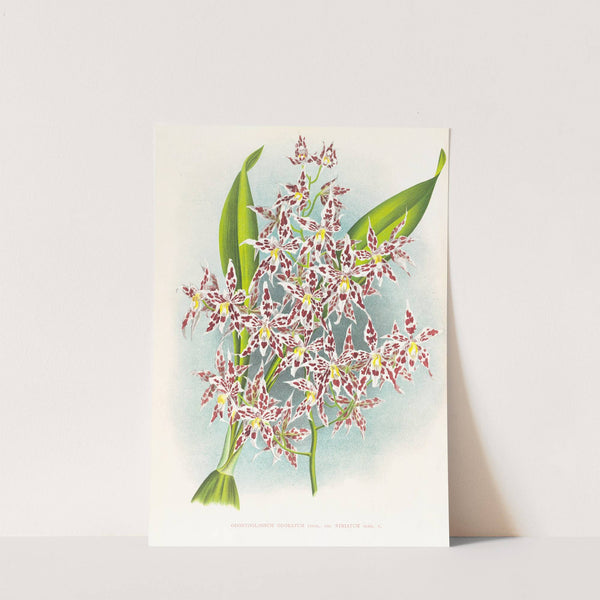 Odontoglossum odoratum var striatum by Jean Jules Linden