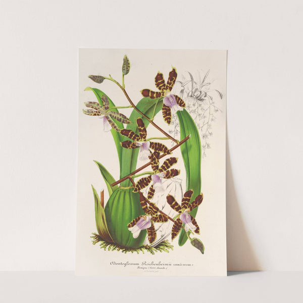 Odontoglossum Reichenheimii by Charles Antoine Lemaire