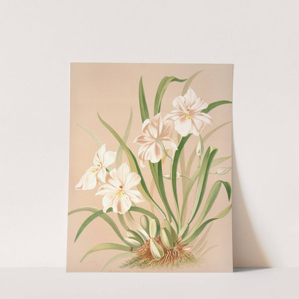 Odontoglossum Roezlii Album by Harriet Stewart Miner