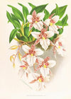 Odontoglossum rubescens