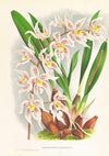 Odontoglossum Ruckerianum
